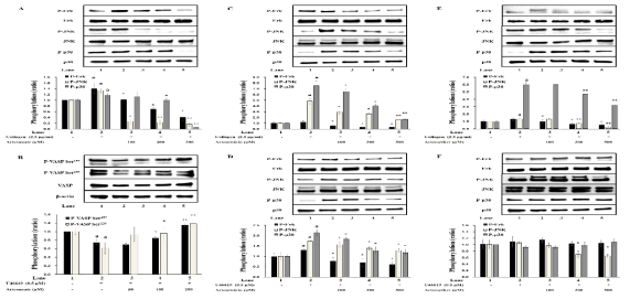 Effects of Artemisia annua-derived components on MAPK phosphorylation in human platelet aggregation. (A) Effect of artesunate on MAPK phosphorylation in collagen-induced human platelet aggregation (B) Effect of artesunate on MAPK phosphorylation in U46619-induced human platelet aggregation (C) Effect of artemisinin on MAPK phosphorylation in collagen-induced human platelet aggregation (D) Effect of artemisinin on MAPK phosphorylation in U46619-induced human platelet aggregation (E) Effect of artemether on MAPK phosphorylation in collagen-induced human platelet aggregation (F) Effect of artemether on MAPK phosphorylation in U46619-induced human platelet aggregation