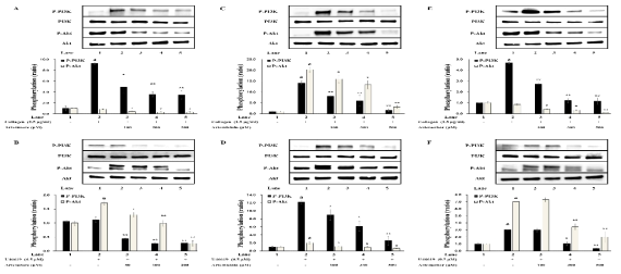 Effects of Artemisia annua-derived components on PI3K & Akt phosphorylation in human platelet aggregation. (A) Effect of artesunate on PI3K & Akt phosphorylation in collagen-induced human platelet aggregation (B) Effect of artesunate on PI3K & Akt phosphorylation in U46619-induced human platelet aggregation (C) Effect of artemisinin on PI3K & Akt phosphorylation in collagen-induced human platelet aggregation (D) Effect of artemisinin on PI3K & Akt phosphorylation in U46619-induced human platelet aggregation (E) Effect of artemether on PI3K & Akt phosphorylation in collagen-induced human platelet aggregation (F) Effect of artemether on PI3K & Akt phosphorylation in U46619-induced human platelet aggregation