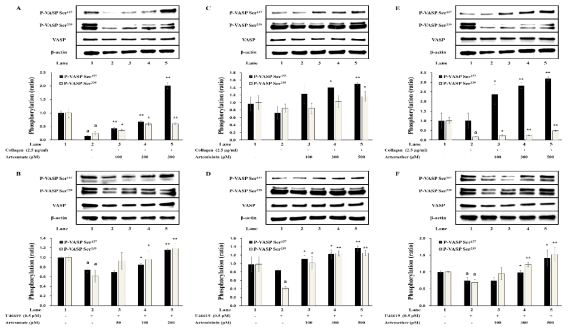 Effects of Artemisia annua-derived components on VASP phosphorylation in human platelet aggregation. (A) Effect of artesunate on VASP phosphorylation in collagen-induced human platelet aggregation (B) Effect of artesunate on VASP phosphorylation in U46619-induced human platelet aggregation (C) Effect of artemisinin on VASP phosphorylation in collagen-induced human platelet aggregation (D) Effect of artemisinin on VASP phosphorylation in U46619-induced human platelet aggregation (E) Effect of artemether on VASP phosphorylation in collagen-induced human platelet aggregation (F) Effect of artemether on VASP phosphorylation in U46619-induced human platelet aggregation