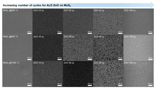 MoS2 박막의 결정성에 따른 ZnO 박막 표면의 SEM 측정 결과