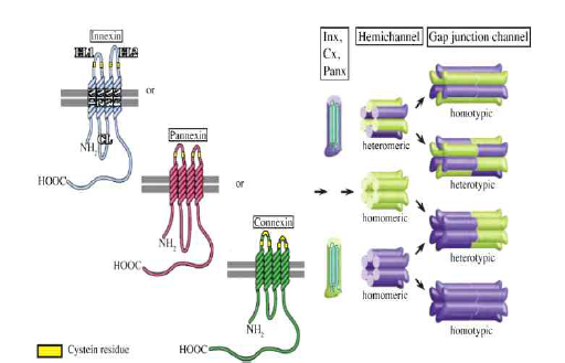 Pannexin은 형태적 유사성으로 Connexin과 별도로 분화된 고도의 개체간 상동성을 보이는 channel 구성 단백질임. 식물의 R protein, 절지동물의 Innexin과 계통적 계보를 보이는 것으로 사료됨. 아형과 조합에 따라 단일막 channel 또는 gap junction을 구성함