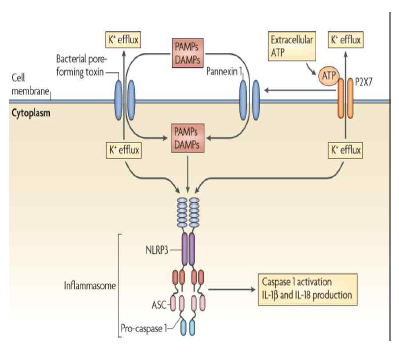 PAMP, DAMP 등을 세포내 Inflammasome에 제시하는 통로 역할을 함과 동시에, P2X7-Pannexin1-NLRP3의 신호체계는 세포외 ATP를 통한 세포 대사에 주요 경로로 주목받음