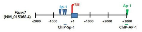 PANX1 유전자의 프로모터 모식도. TSS(transcriptional start site)를 기준으로 해서 Panx1 upstream region에서 Sp-1 binding sites (-516, -219, -209), down stream region에서 Ap-1 binding site (+3063)가 존재함 ChIP(Chromatin Immunoprecipitation)-qRT-PCR을 위해서 아래와 같이 primer를 디자인 하였음