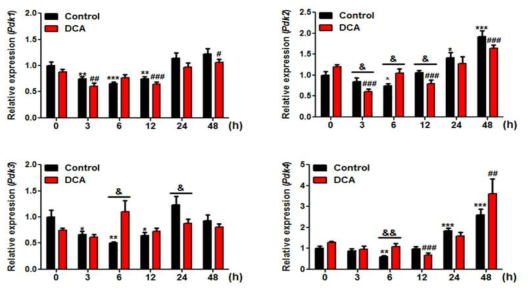 마우스에서 cold exposure에 의한 PDK 아형의 변화 및 DCA 처리에 의한 PDK 아형의 변화. 7주령 C57/B6J 마우스에 saline 혹은 100mpk DCA를 oral gavage를 투여 후 백색지방에서의 PDK1~4의 변화. (n=5~7/group). **<0.01 and ***<0.001 compared with 0hr control group. #<0.01 and ##<0.001 when compard with 0h DCA group and &<0.05, &&<0.01 and &&&<0.001 when compared with DCA non-treated corresponding group. Statistical analysis by Student’s t-test