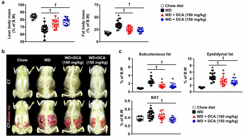 western diet (WD)를 실시한 ApoE KO 마우스에서 DCA처리에 의한 adipocity 감소를 확인함(2020, EMM, 참고문헌 6)