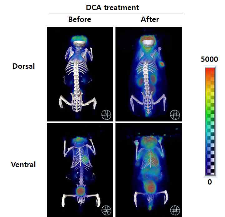 PDK inhibitor인 DCA를 처리하면 갈색 지방 및 베이지 지방의 활성이 증가