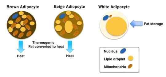 지방세포의 종류에 따른 미토콘드리아 분포 차이