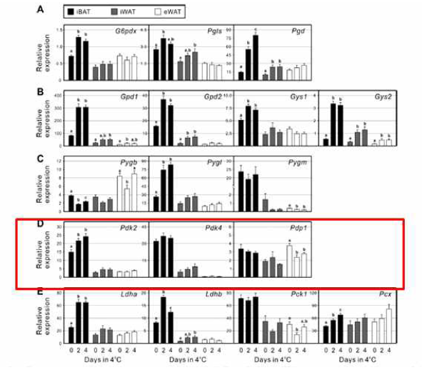 추위에 노출되면 inguinal WAT (iWAT)에서 PDK2, PDK4의 발현이 증가