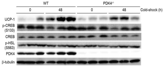 Pdk4 KO 마우스에서 피하 지방 (inguinal fat) 관련 단백 발현량