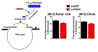 LC-MS/MS를 이용한 metabolic flux anlalysis 구축