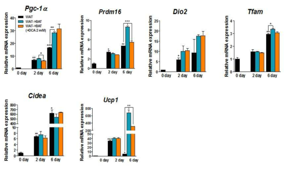 White fat 분화 조건, Beige fat 분화 조건에서의 browning 관련 gene의 mRNA 변화 및 beigh fat 분화 조건에서의 PDK inhibitor에 의한 browning 관련 gene의 변화. White fat 분화 조건- Day 0: Insulin 5ug/ml + Dexa 1uM + IBMX 500uM + Rosiglitazone 1uM, Day 2: Insulin 1ug/ml, Day 4: Media only, Beige fat 분화 조건- Day 0: Insulin 5ug/ml + Dexa 0.5uM +IBMX 250uM + Rosi 1uM + T3 2nM + Indomethacin 0.065mM, Day 2: Insulin 1ug/ml +T3 2nM, Day 4: T3 2nM