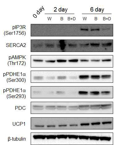 White fat 분화 조건, Beige fat 분화 조건에서의 browning 관련 단백질, calcium signaling 관련 단백질의 단백량 변화 및 beigh fat 분화 조건에서의 PDK inhibitor에 의한 browning 관련 단백량의 변화. White fat 분화 조건- Day 0: Insulin 5ug/ml + Dexa 1uM + IBMX 500uM + Rosiglitazone 1uM, Day 2: Insulin 1ug/ml, Day 4: Media only, Beige fat 분화 조건- Day 0: Insulin 5ug/ml + Dexa 0.5uM +IBMX 250uM + Rosi 1uM + T3 2nM + Indomethacin 0.065mM, Day 2: Insulin 1ug/ml +T3 2nM, Day 4: T3 2nM