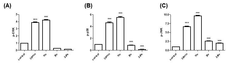 Phosphorylation of Erk (A), P38 (B), and Jnk (C) after treatment with TRPM8 agonist, menthol (2mM) in a time dependent manner (unpaired t-test, *** p< 0.001)