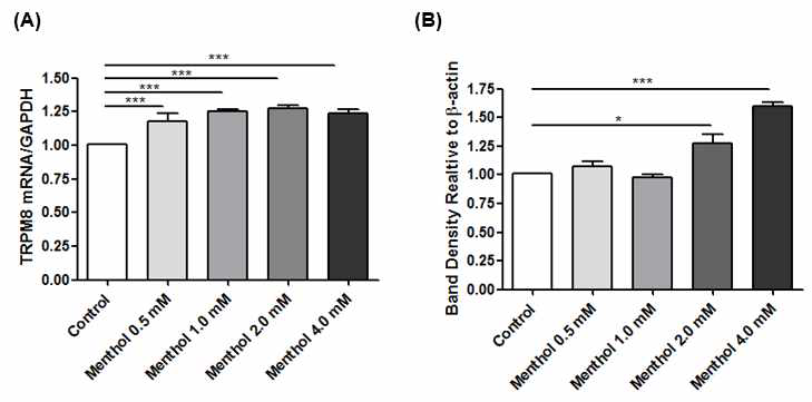 Expression of TRPM8 mRNA (A) and protein (B) in BEAS2B cells. Menthol (0.5-4.0 mM) treatment for 3 hours induced increases in both TRPM8 mRNA and protein expression. Each bar represents the mean values normalized to untreated controls for the cell populations and standard errors. An asterisk represents statistically significant increases in mRNA and protein expression relative to untreated cells (unpaired t-test, *P < 0.05, ***P < 0.001)