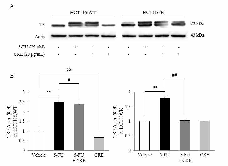 TS regulation by CRE