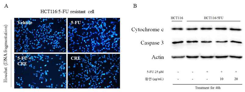 DNA fragmentation & Apoptosis