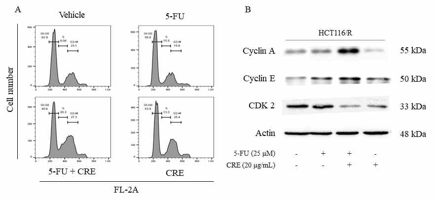 Cell cycle arrest (S phase)