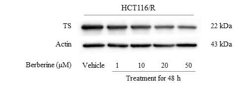 Effects of berberine for TS)