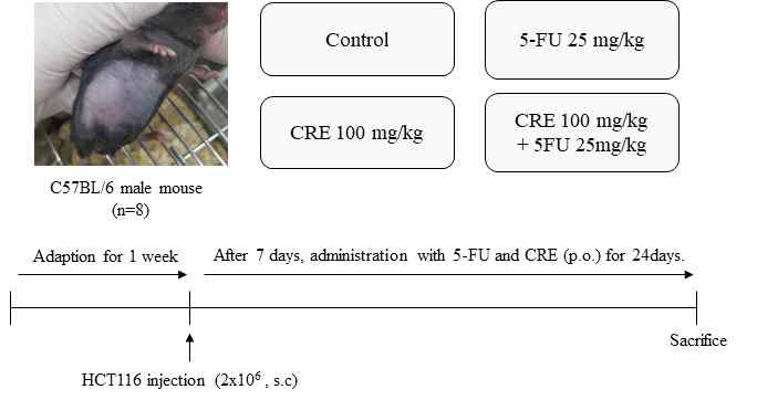 C57BL/6 mouse application