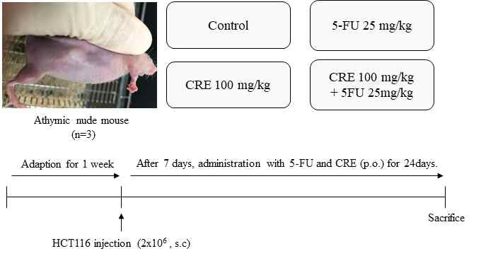 Athymic nude mouse application