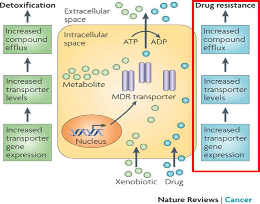 P-glycoprotein과 MDR (Nature Revies Cancer. 2010; 10: 147-156)