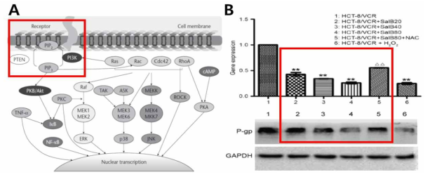 A: Signal transduction pathways of Pgp mediated MDR (J Int Med Res.2012;40:426–435), B: 단삼추출물의 vincristine내성 대장암세포주에서의 MDR reversal activity (Molecular Medicine Reports. 2016;15: 724–730.)