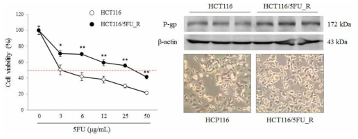 5-FU-resistant HCT116 cell line was provided from MD Anderson in US