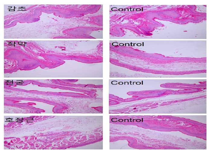 Histological Findings photomicrographs of the test group and control group