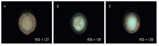 Red fluorescence intensity of Day 6 dental microcosm biofilms: (a) Day 6 distilled water; (b) Day 6 Paeonia Lactiflora extract natural cleaning solution; (c) Day 6 chlorhexidine. Data in the figures mean R/G values. R/G values indicate the ratios of red pixels to green pixels in red fluorescence images of biofilms