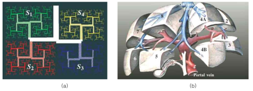 Portal vein 혈관 구조에 따른 부분 간(liver segment) 체적 측정을 위한 임상적 배경 (a) 혈관 구조에 따른 영역 구분 개념도 (b) 혈관 구조에 따른 간 세그먼트 구분