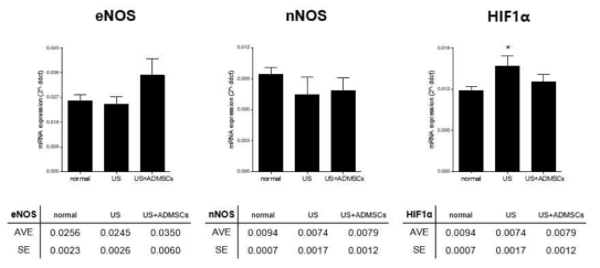 세 군에서 RNA 레벨의 eNOS, nNOS 및 HIF1α 발현양상