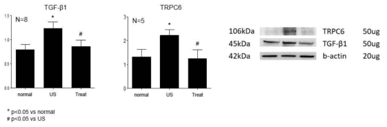 세 군에서 TGFβ1과 TRPC6의 단백질 발현양상