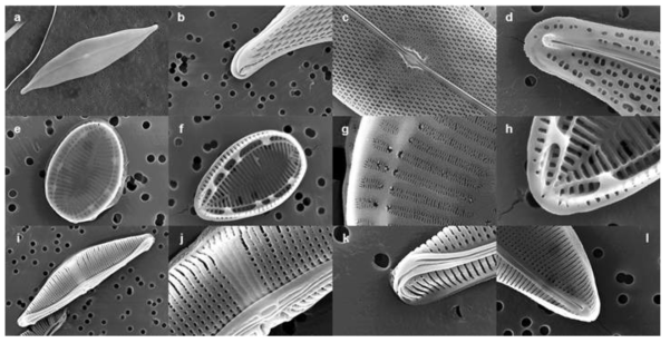 서해 갯벌에서 분리된 저서 규조류의 주사전자현미경 사진. a-d. Pleurosigma sp.; e-h. Surirella sp.; i-l. Halamphora staurophora