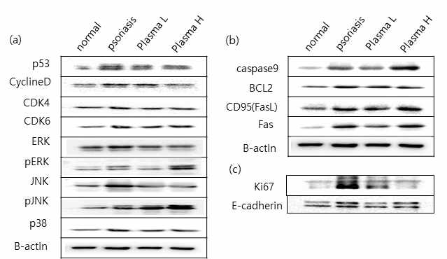 SKH-1 마우스에 SKH-1 aldara cream (5% imiquimod)으로 건선을 유도 한 후 플라즈마를 조사한 후 조직을 채취하여 단백질 발현을 확인 (a) cell cycle의 arrest 확인, (b) 세포의 apoptosis 유도 확인, (c) 건선 지표 단백질 확인