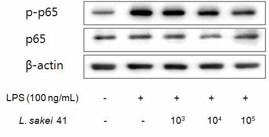 LPS를 처리한 복강 마크로파지에서의 L. sakei 41의 NF-κB 저해도