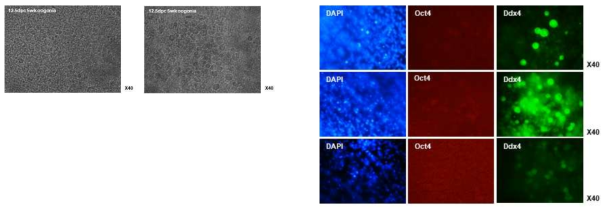 생쥐 배아의 생식선을 단일세포로 분리 후 Trans-well 배양접시에서 배양 (왼쪽). 배양된 생식선 세포를 Oct4와 Ddx4 항체를 이용하여 발현 패턴 확인 (오른쪽)