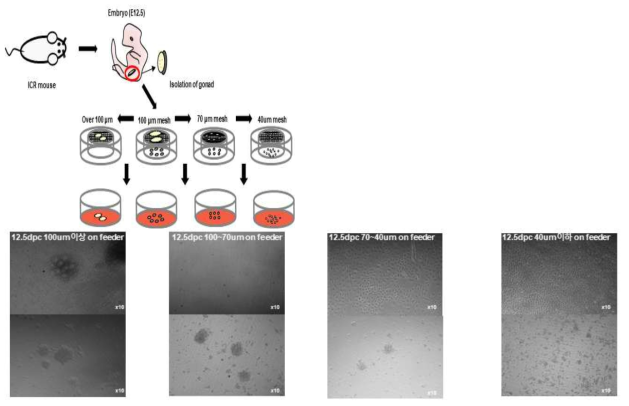 생쥐 생식선을 collaganase IV를 처리하여 분리한 후 Trans-well에서 체외 배양하여 난포 생산. 10~20개의 세포 덩어리로 배양 (왼쪽). collaganase IV의 처리 시간이 짧아 생식선의 분리가 되지 않음 (오른쪽)