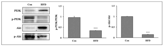 정상식이(Con)와 고지방식이(HFD)를 섭취한 마우스의 근육조직의 insulin signaling 비교