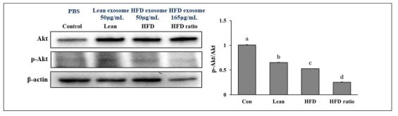 정상식이(Con)와 고지방식이(HFD)를 섭취한 마우스의 지방조직 엑소좀이 근육조직의 Akt phosphorylation에 미치는 영향