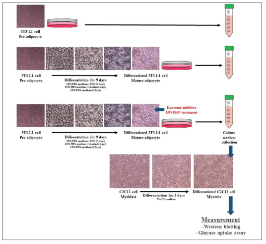 지방세포 엑소좀 분비 억제에 의한 근육세포 insulin signaling pathway 변화 관찰 실험모델