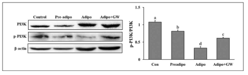 지방세포의 culture medium을 처리한 근육세포의 PI3K phosphorylation 변화