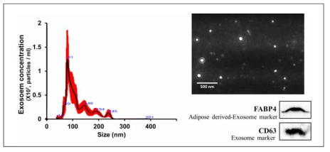 마우스의 지방조직에서 분비한 엑소좀의 사이즈와 형태, FABP4와 CD63의 발현 관찰