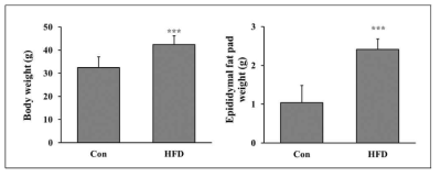정상식이(Con)와 고지방식이(HFD)를 섭취한 마우스의 무게 및 정소지방 무게