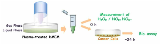 플라즈마 처리된 세포 배양액에 의한 암세포 변화 실험 개략도