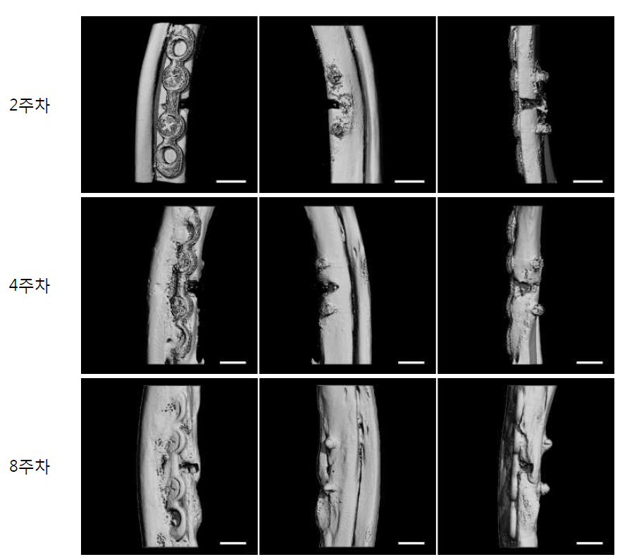 수술 후 2, 4, 8주차의 Micro-CT 이미지 (Scale bar: 4mm)