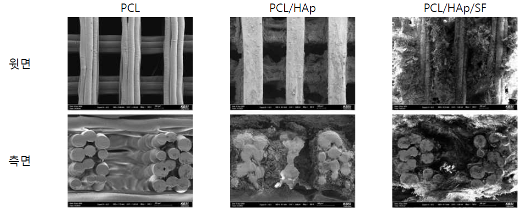 제작된 지지체의 SEM 이미지
