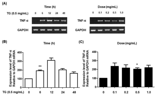 HaCaT 세포주에서 중성지방에 의한 TNF-α 발현량 증가