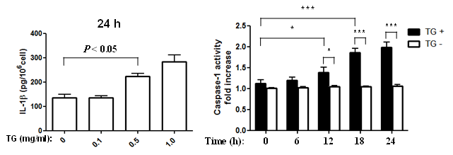 중성지방에 의한 대식세포의 IL-1β 분비 증가 및 caspase-1 활성도 증가