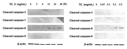 중성지방에 의한 cleaved caspase-8 증가