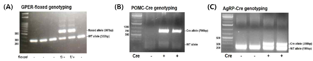 마우스 유전자형 분석 (A) GPER-floxed 마우스 (B) POMC-Cre 마우스 (C) AgRP-Cre 마우스